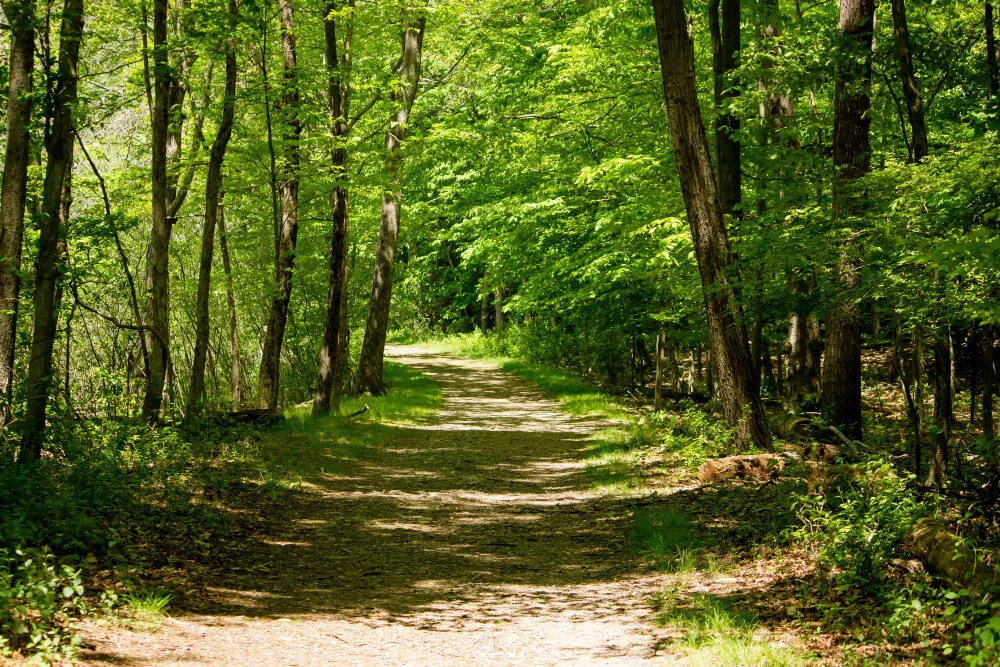 Krysalidesign plante des arbres pour sauver nos forêts